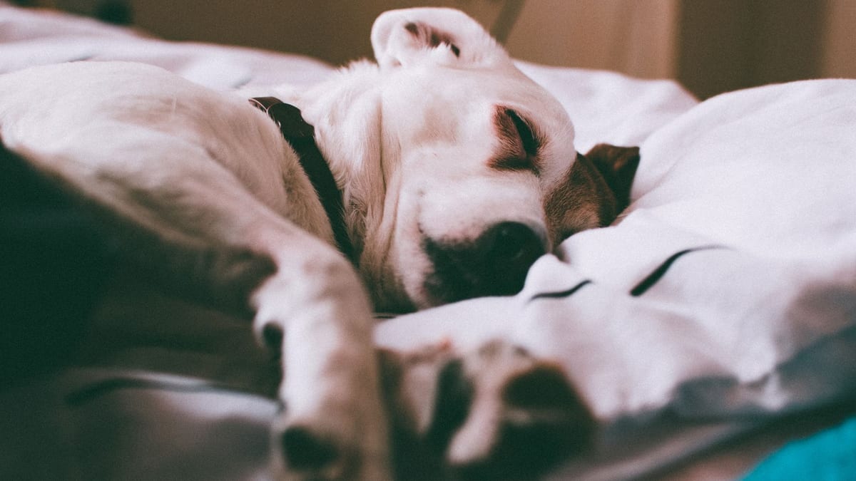 Dormire con il cane e sonno: lo studio di Toronto